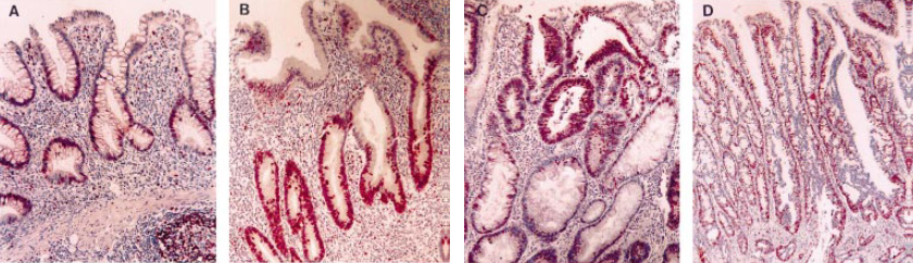 Group of four cell slides