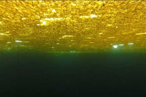 Underwater scene with sunlight filtering through greenish water, illuminating small particles.