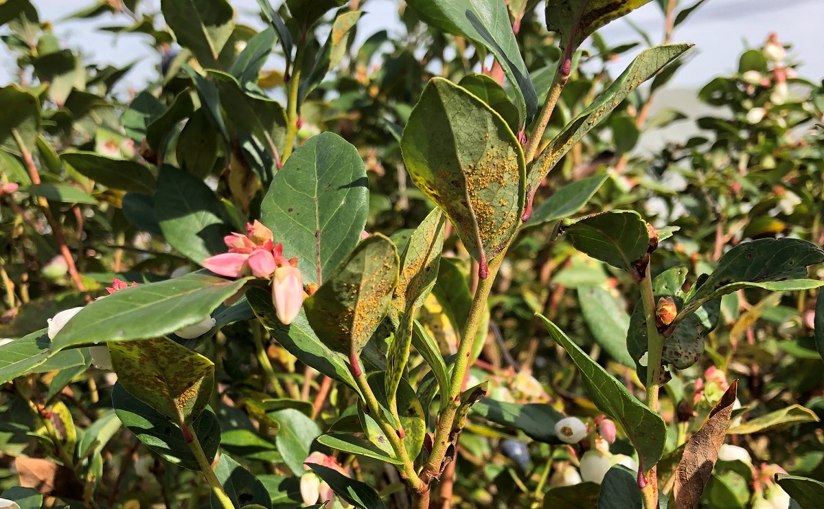 blueberry Rust pustule 