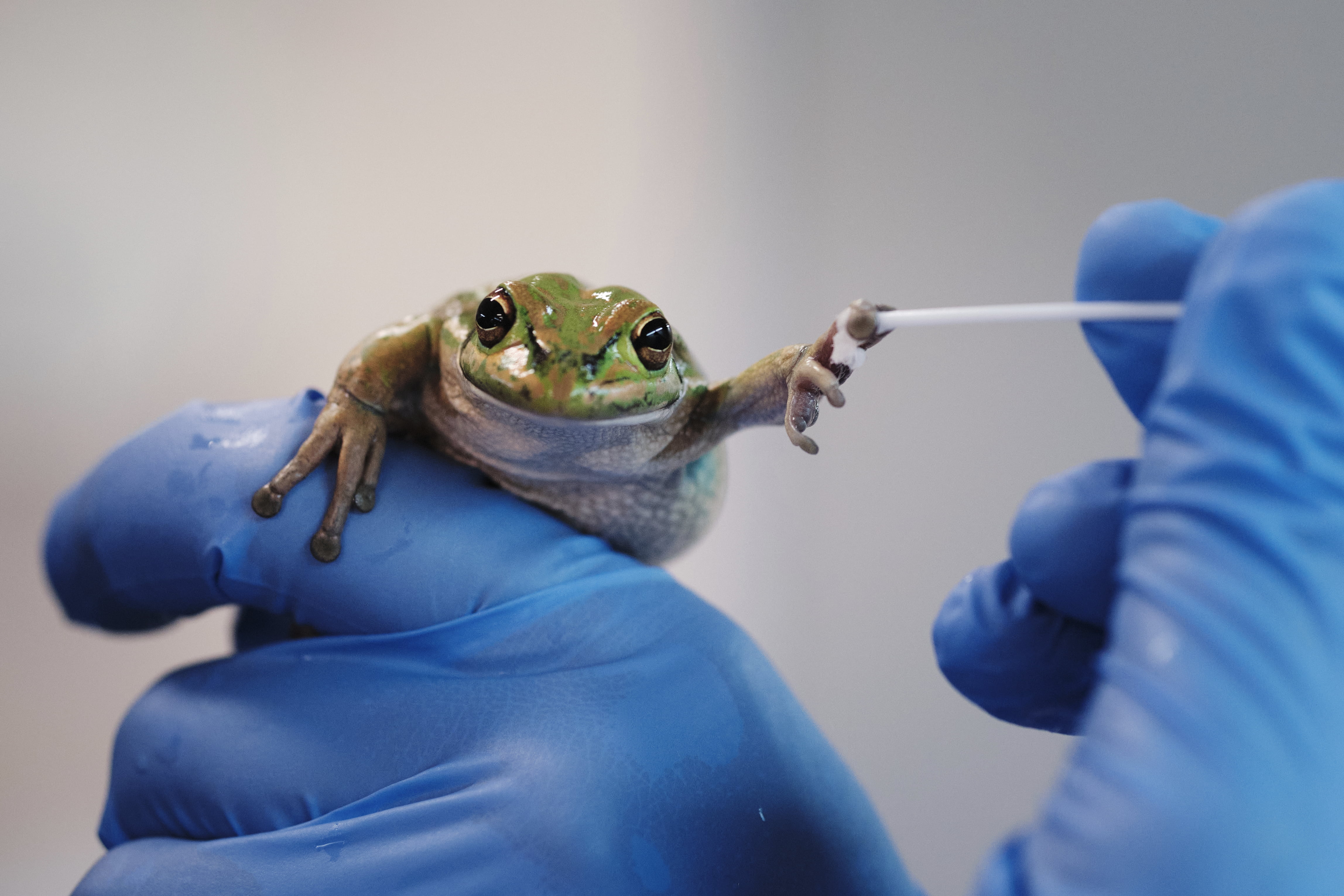 A frog is held in blue surgical gloved hands and swabbed for signs of the deadly fungal disease chytridiomycosis