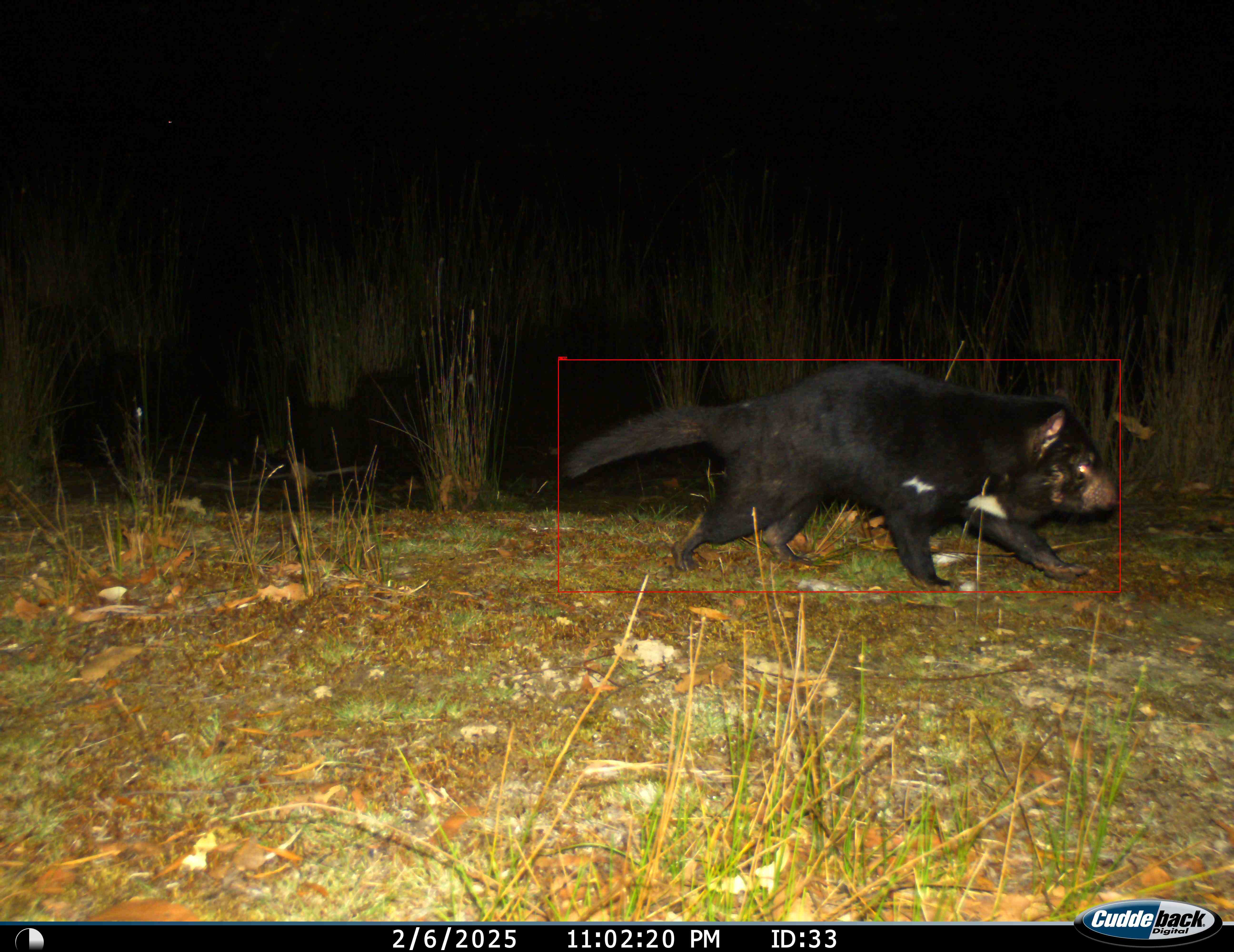 Devils camera trap image