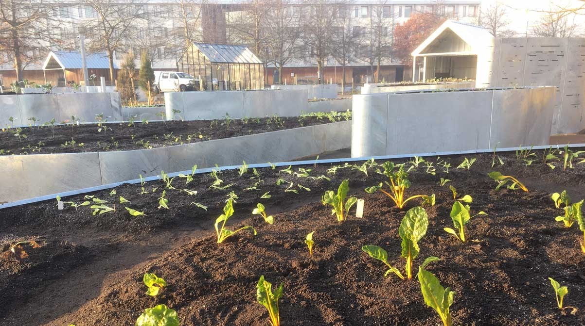 Inveresk Community Garden