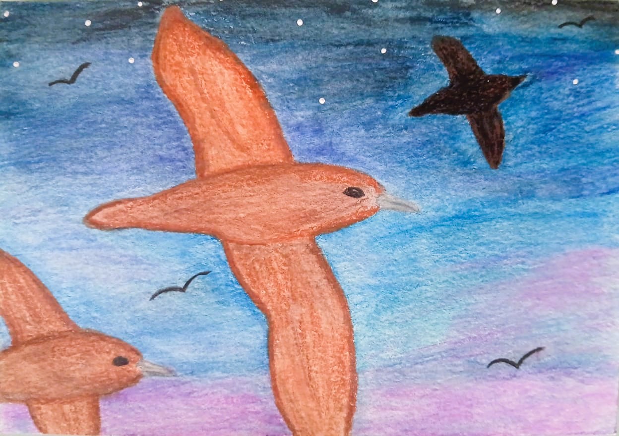 A hand-drawn artwork, in watercolour pencil, of a peach-coloured yula / muttonbird flying against a pink and blue twilight sky.