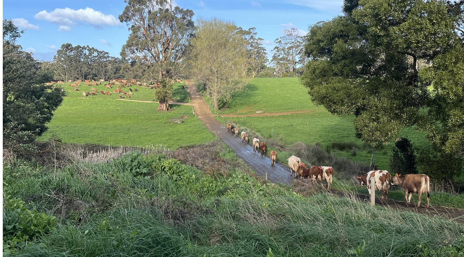 Dairy cows walking on track