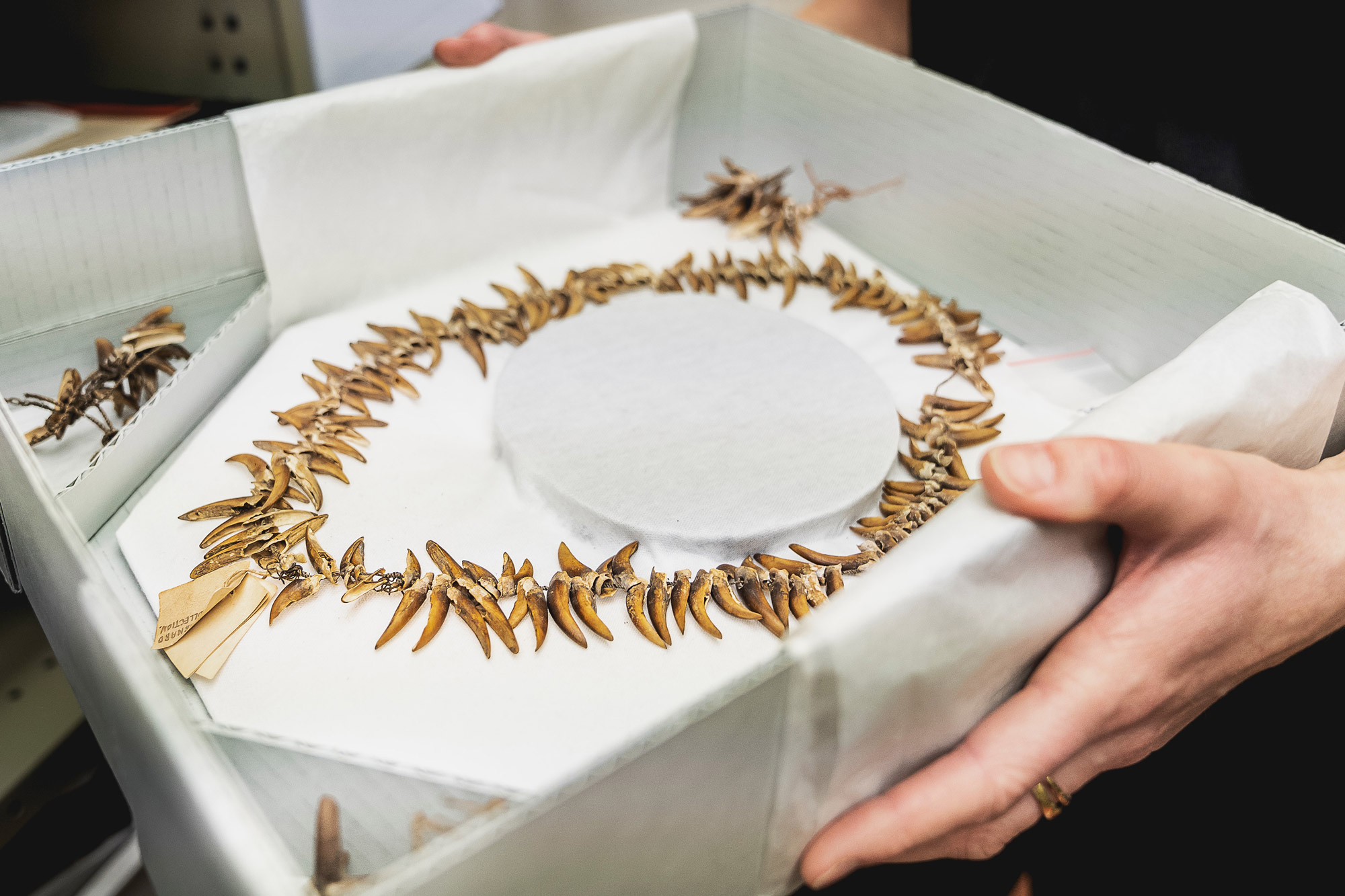 Shell necklace. Image: Joe Chelkowski, Tasmanian Tuxedo