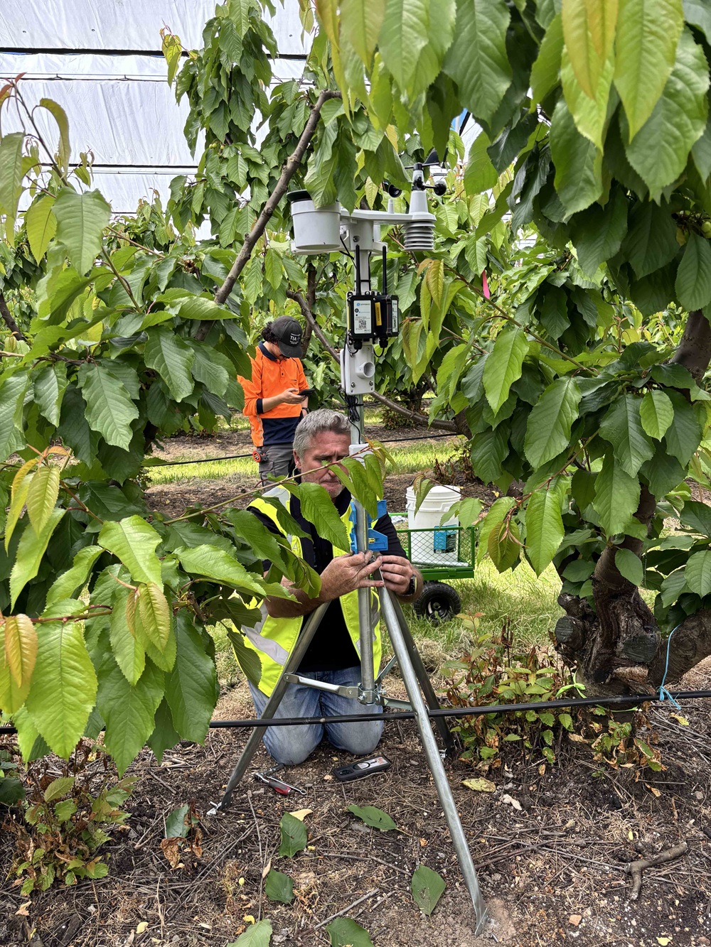 We’ve collaborated with TIA’s Ag Tech Innovation Studio to develop custom sensors and continuous real-time monitoring systems for this trial.