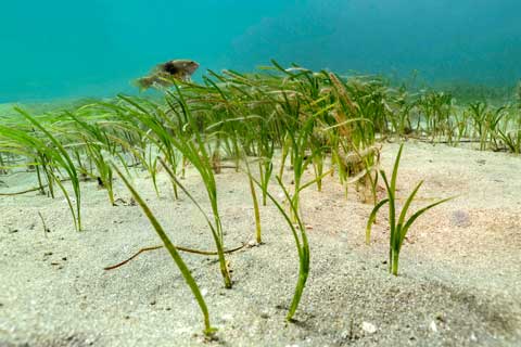 Underwater scene with green seagrass growing from sandy bottom and a small fish swimming above.