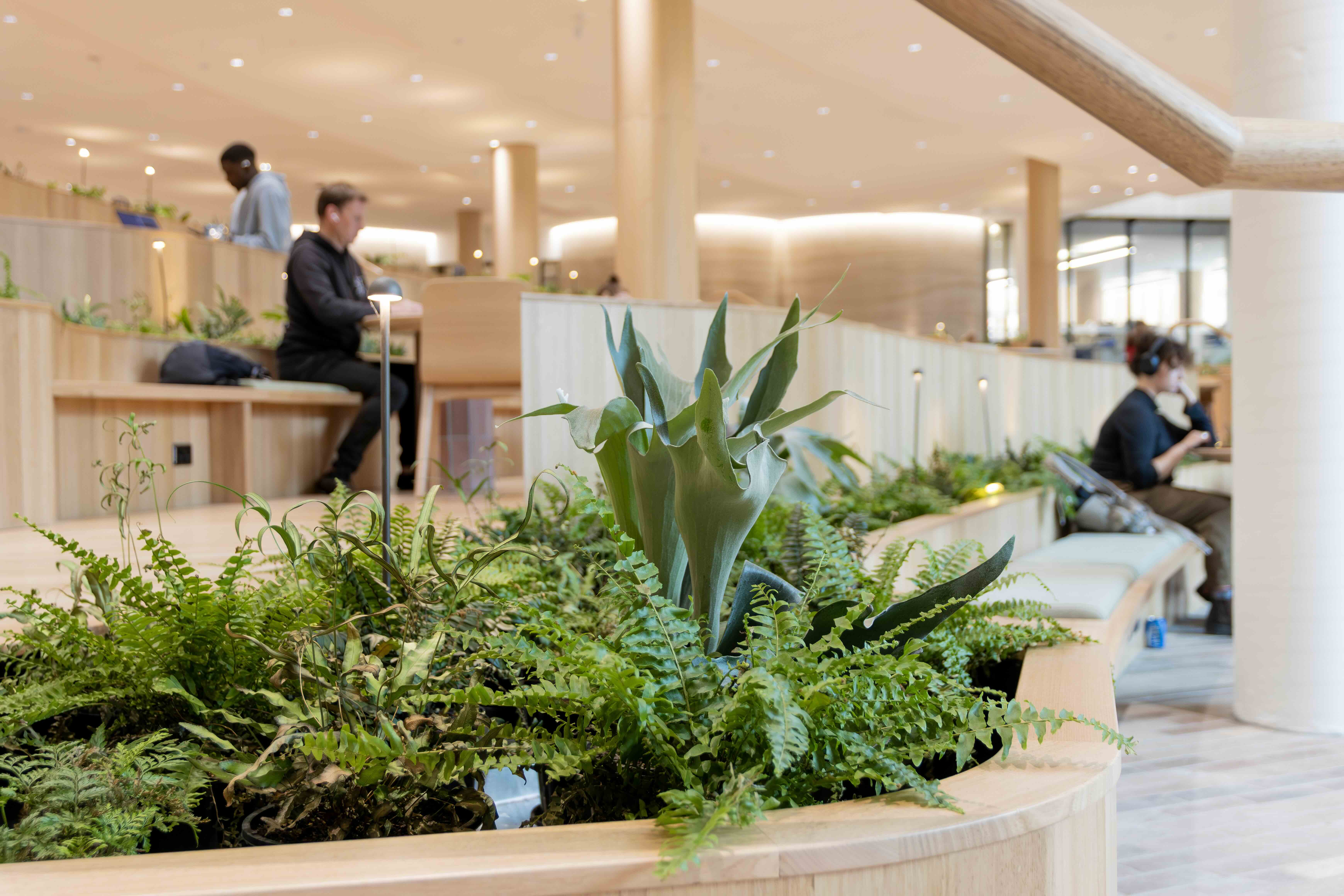 An image showing indoor plants inside The Forest